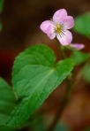 Viola canadensis L.