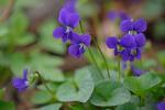 Viola communis Pollard