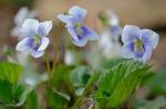 Viola communis Pollard