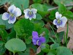Viola communis Pollard