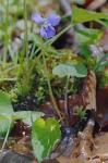 Viola cucullata Ait.