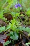 Viola cucullata Ait.