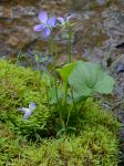 Viola cucullata Ait.
