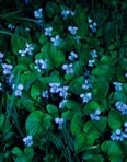 Viola cucullata Ait.