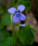 Viola cucullata Ait.