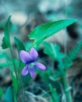 Viola fimbriatula J.E. Smith