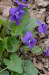 Viola fimbriatula J.E. Smith