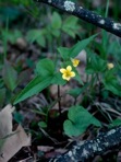 Viola hastata Michx.