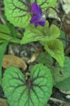 Viola hirsutula Brainerd