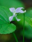 Viola labradorica Schrank