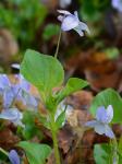 Viola labradorica Schrank