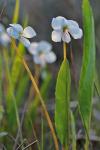 Viola lanceolata L.