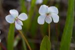 Viola lanceolata L.
