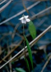 Viola vittata Greene