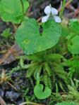 Viola minuscula Greene