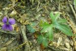 Viola palmata L. var. palmata