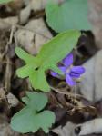 Viola palmata L. var. triloba (Schwein.) Gingins ex A. DC.