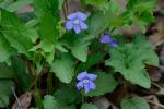 Viola palmata L. var. triloba (Schwein.) Gingins ex A. DC.