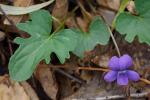 Viola palmata L. var. triloba (Schwein.) Gingins ex A. DC.