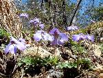 Viola pedata L. ssp. pedata