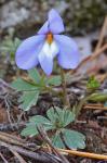 Viola pedata L. ssp. pedata