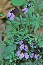 Viola pedata L. ssp. pedata