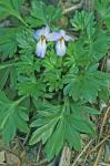 Viola pedata  L. ssp. cuneatiloba (Brainerd ex Fernald) H.E.Ballard