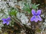 Viola tenuisecta Zumwalde & H.E.Ballard