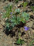 Viola tenuisecta Zumwalde & H.E.Ballard