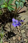 Viola tenuisecta Zumwalde & H.E.Ballard