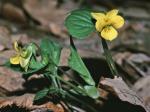 Viola eriocarpa Schwein.