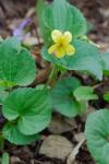 Viola eriocarpa Schwein.