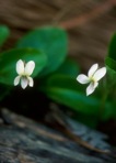 Viola primulifolia L.