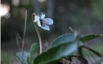 Viola primulifolia L.