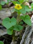 Viola pubescens / eriocarpa complex