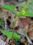 Viola pubescens Aiton