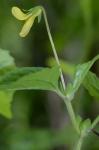 Viola pubescens Aiton