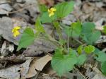 Viola eriocarpa Schwein.
