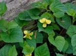 Viola eriocarpa Schwein.