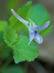Viola rostrata Pursh