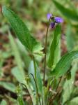 Viola sagittata Aiton
