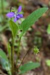 Viola sagittata Aiton