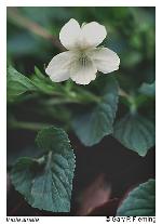 Viola striata Ait.