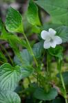 Viola striata Ait.