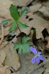 Viola subsinuata Greene