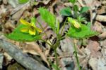 Viola glaberrima (Gingins) H. House