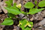 Viola glaberrima (Gingins) H. House