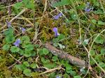 Viola walteri House