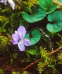 Viola walteri House