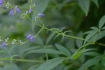 Vitex agnus-castus L.